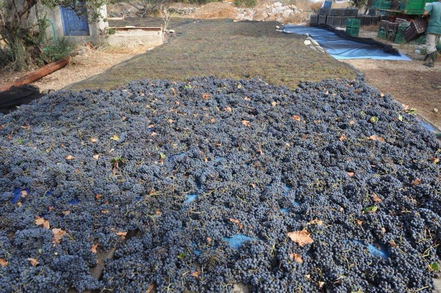 spreading grapes on the ground for drying in the sun at 'Amorgion' outside