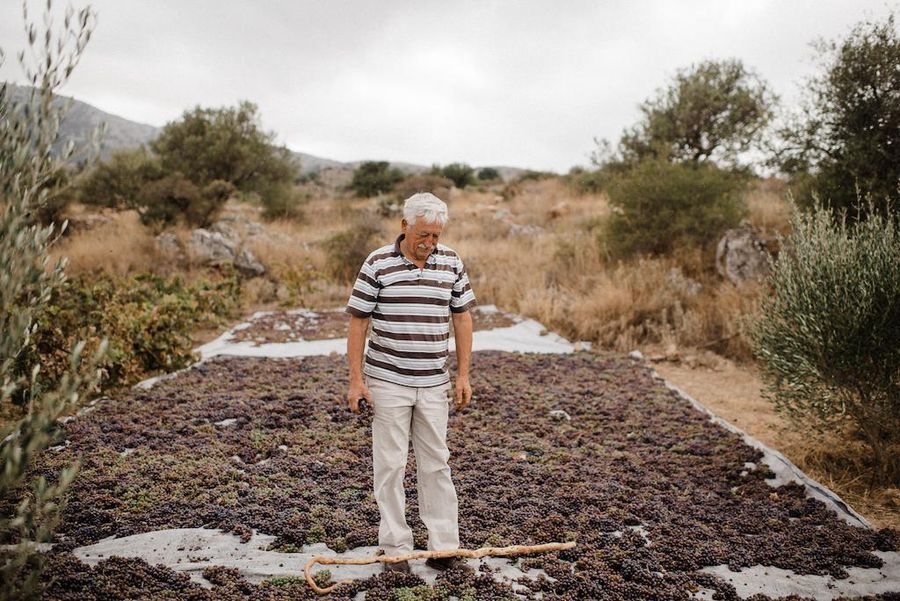 an old man watching spreading grapes on the ground for drying in the sun at Dourakis Winery outside