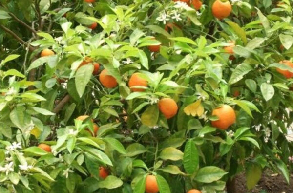 orange branches