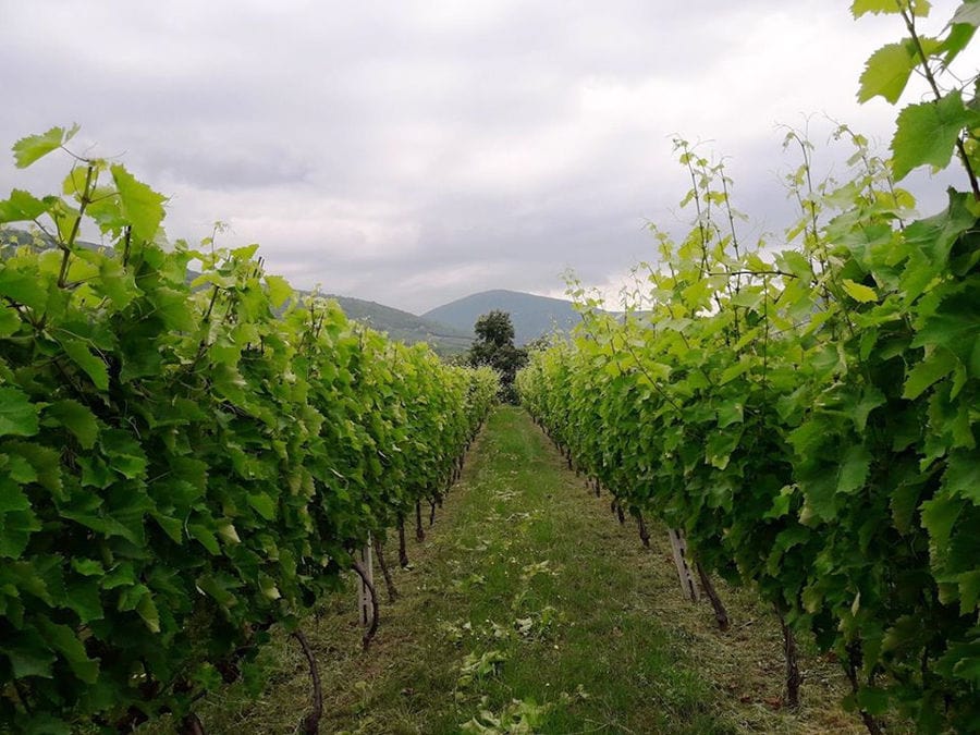 rows of vines at 'Argatia Winery' vineyards in the background of blue sky and mountains