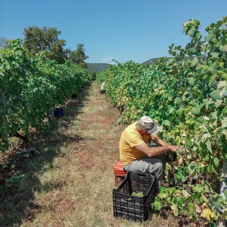 men sitting on crates and picking grapes in the 'Argatia Winery' vineyard