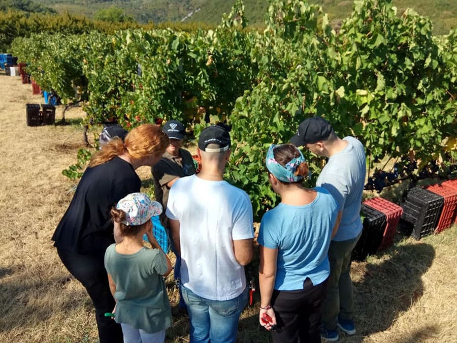 a group of tourists waching a turtle in 'Argatia Winery' vineyards