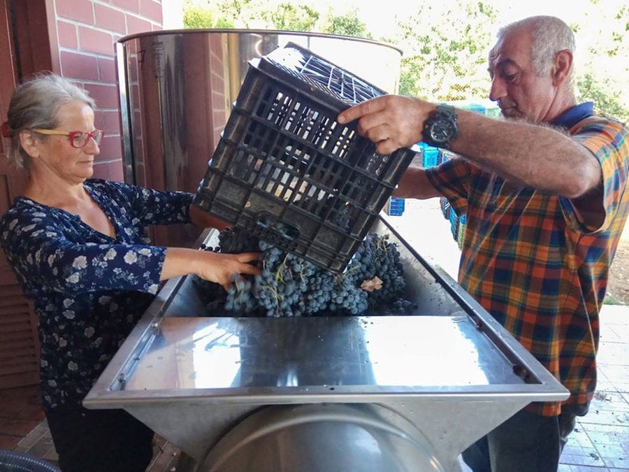 a man and a old woman οverturning crate with bunches of grapes into press machine at 'Argatia Winery' facilities