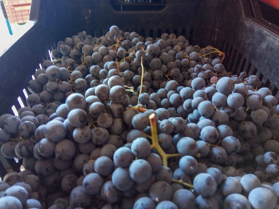 create with bunches of black grapes at 'Argatia Winery'