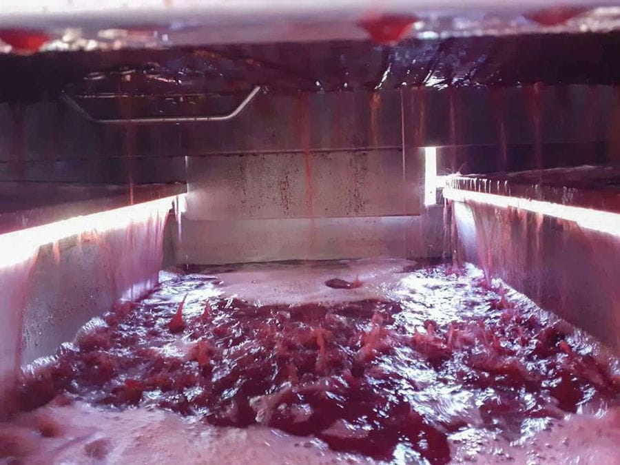 red wine 'must' flowed into grape press machine at 'Argatia Winery' plant