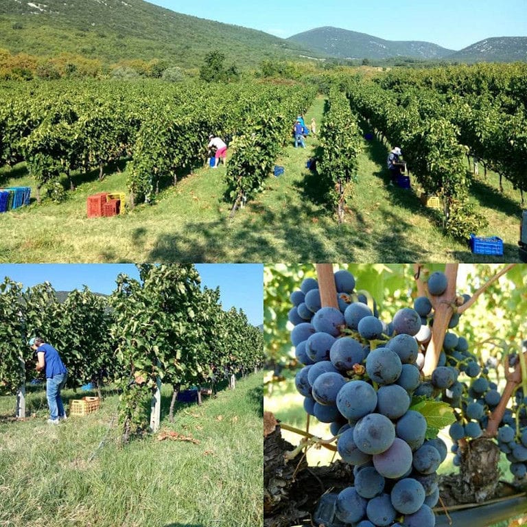 montaj of views with men picking grapes at 'Argatia Winery' vineyard