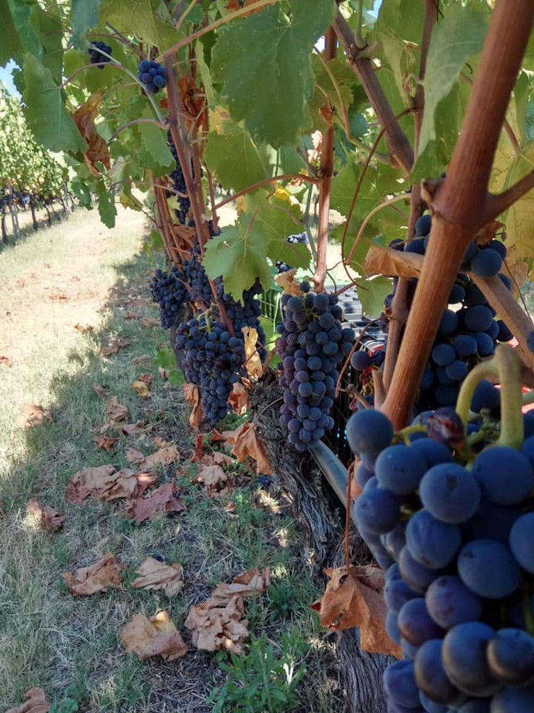'Argatia Winery' vineyards full of bunches of black grapes