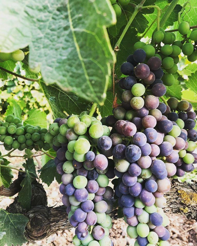 bunches of black grapes on the brunch at Argyriou Winery vineyards