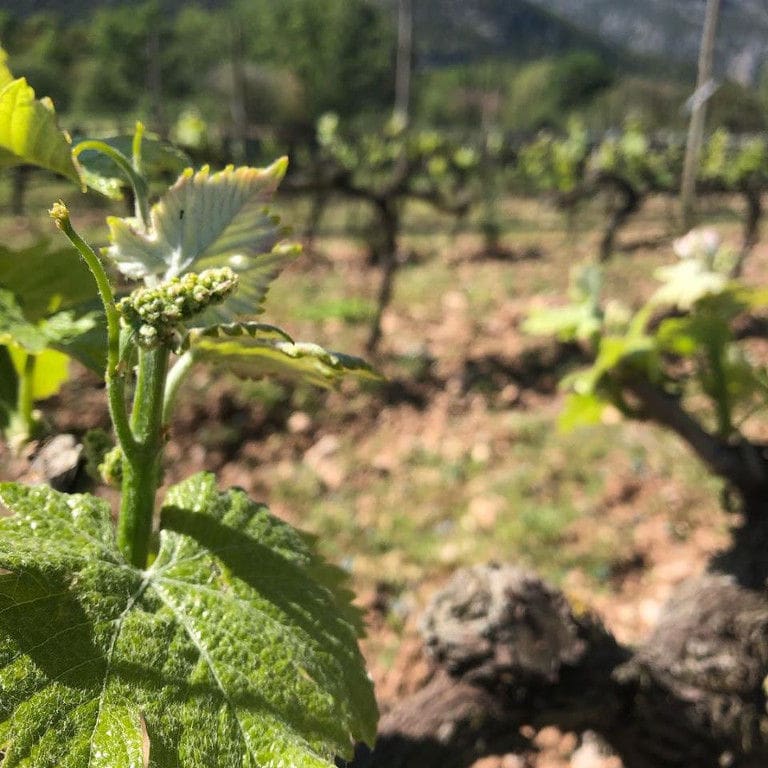 close-up of a branch of vine at Argyriou Winery vineyards
