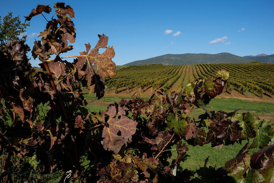 branch of vine in the buckround of Argyriou Winery vineyards