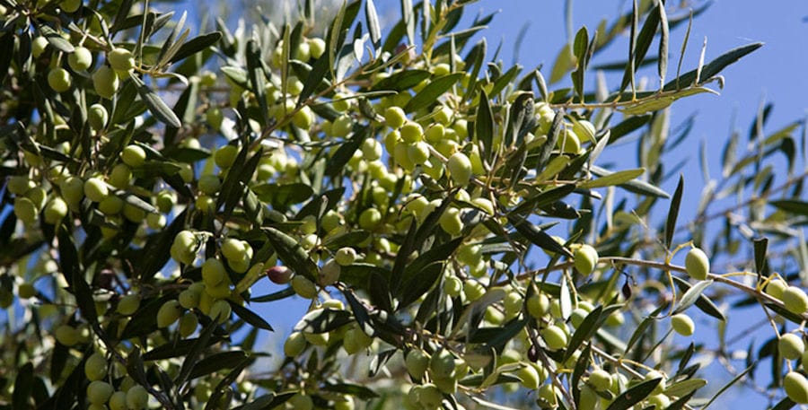 branches with unripe olives at 'Astarti' crops