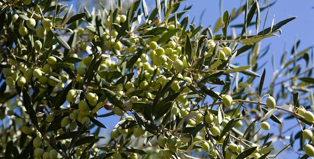 close-up of brunches of olive tree with unripe olives at ‘Astarti’ that recognized with many awards|