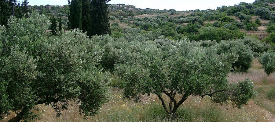far view of 'Astarti' olive trees crops