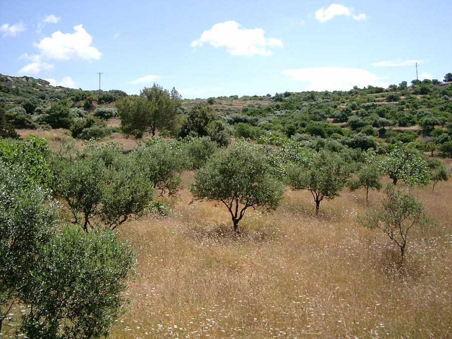 far view of 'Astarti' olive trees crops