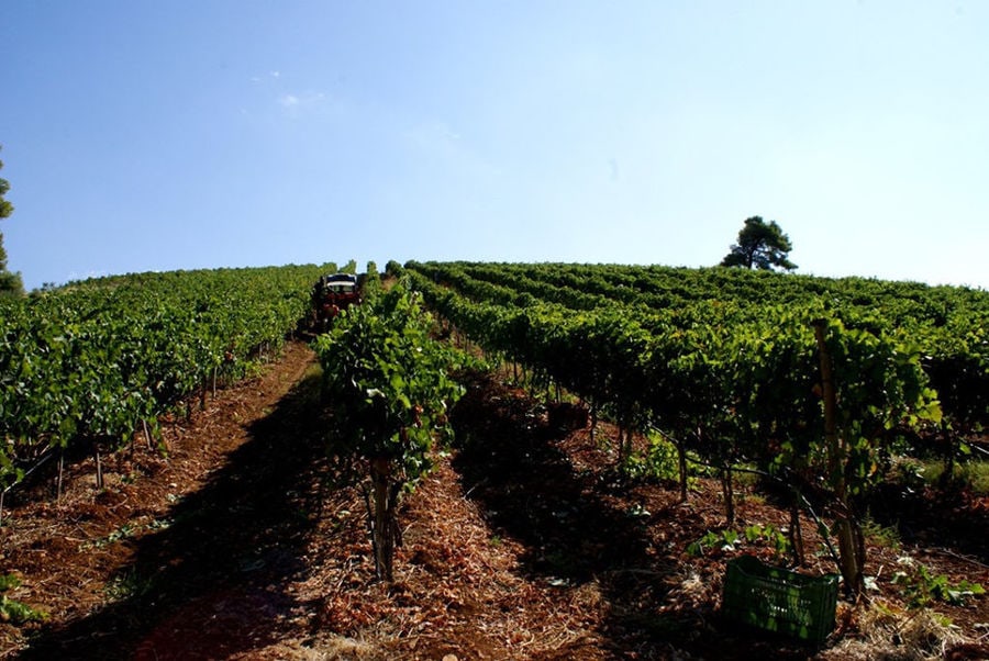 vineyard and blue sky at Avantis Estate