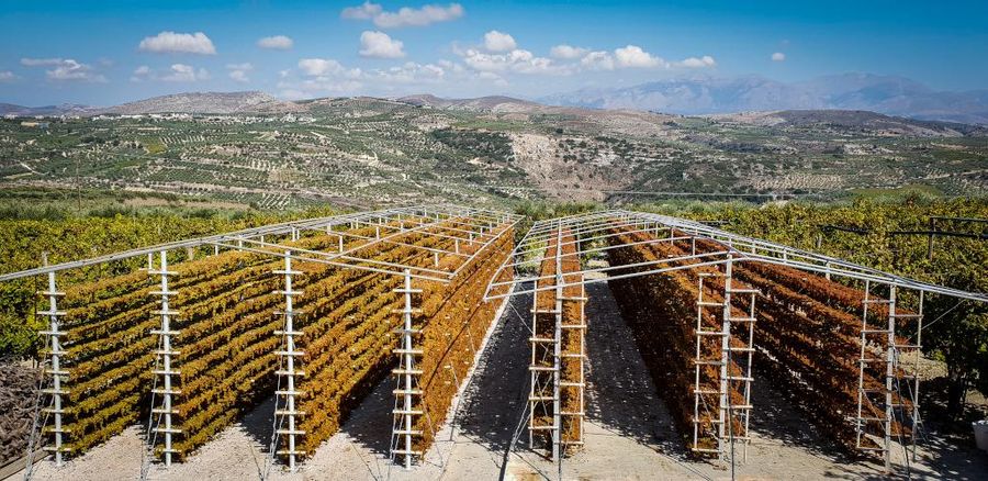 bunches of grapes on the metal frames to dry in the sun at Yiayia’s Tastes