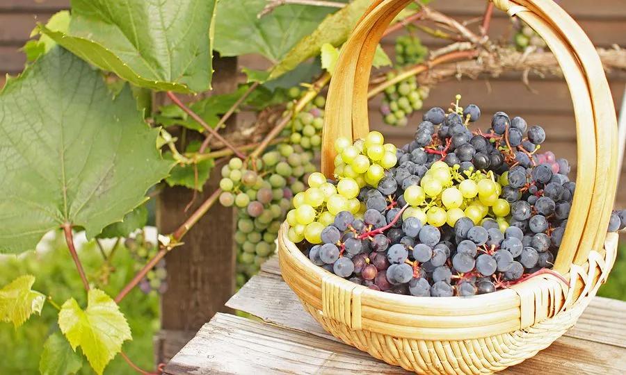close-up of basket with grapes in the vineyard