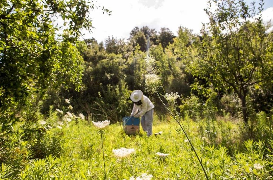 Amidst a coniferous forest, a beekeeper holds hives teeming with industrious bees. A harmonious blend of nature's beauty and the art of beekeeping, buzzing with vitality.
