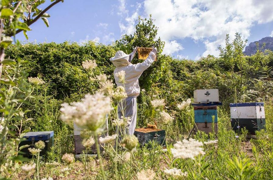 The beekeeper's hands cradle nature's golden masterpiece: a honeycomb panel. A testament to the delicate artistry of bees and the sweetness they create.