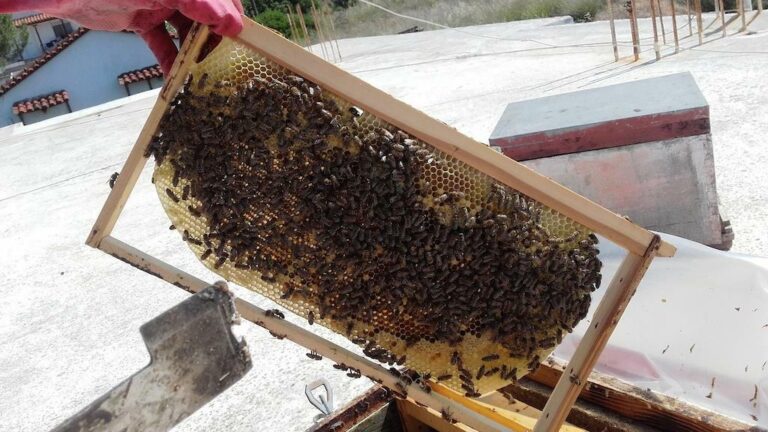 beekeeper holding honeycomb panel with bees and showing it to the camera at Bee Naturalles||