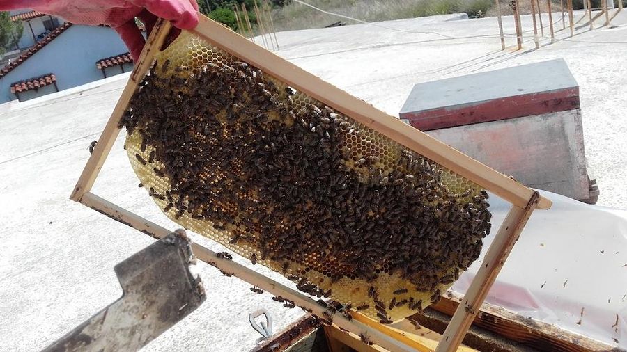 A honeycomb panel adorned with diligent bees. Nature's intricate work showcased, buzzing with life and the promise of golden sweetness.