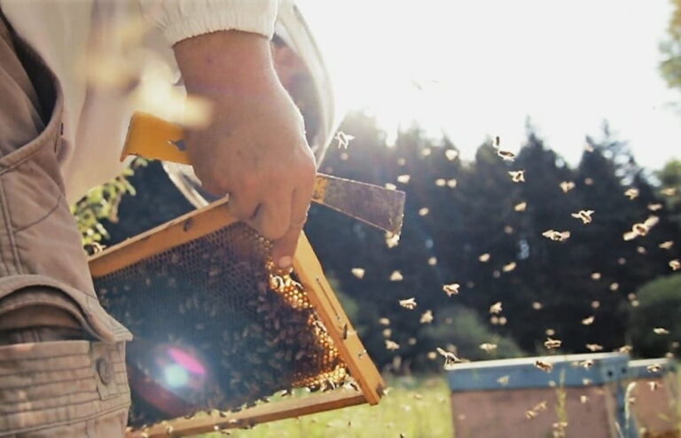 beekeeper holding honeycomb panel and a bee hive scraper knife at Axion Esti area a forest trees in the background|logo of Axion Esti company