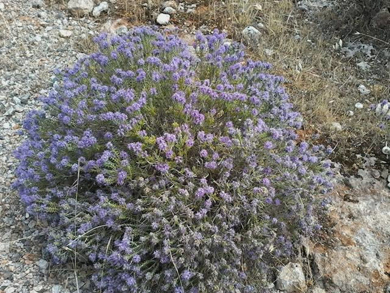 blue herbs in nature at Beekeeping Athamari