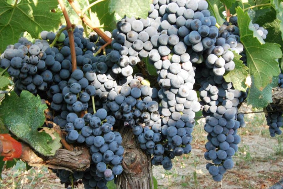 'Belidis Vineyards' full of bunches of black grapes