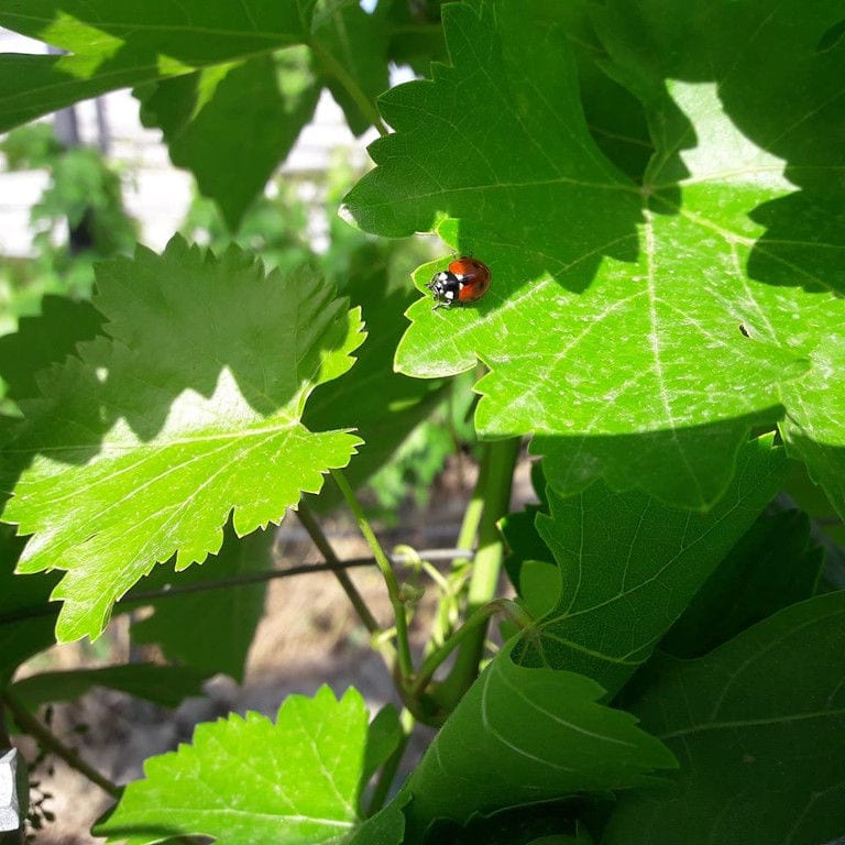 ladybug on vine leaf at 'Belidis Vineyards'