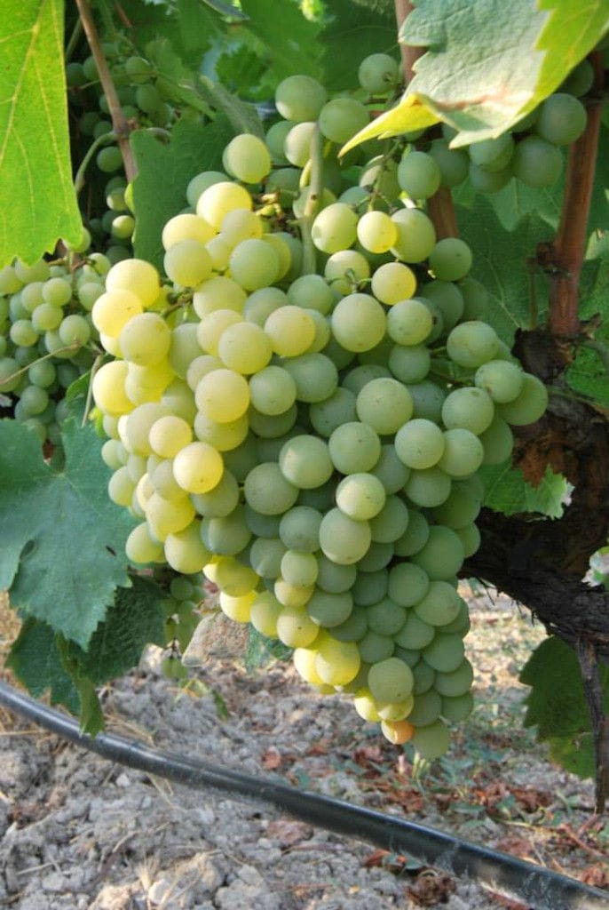 'Belidis Vineyards' full of bunches of white grapes