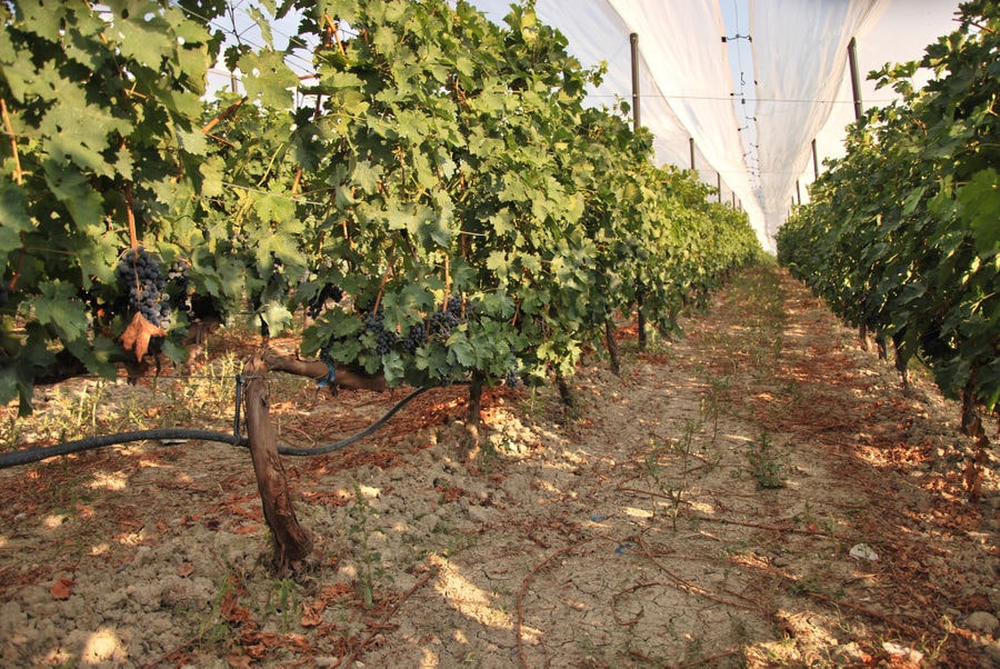 two rows of vines at 'Belidis Vineyards' full of bunches of black grapes