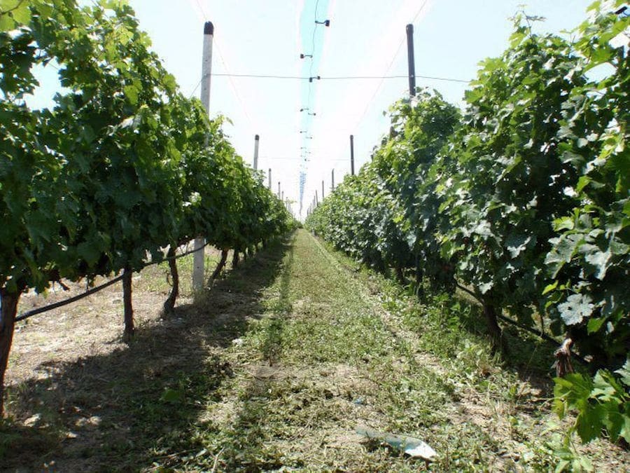 two rows of vines at 'Belidis Vineyards' full of bunches of black grapes