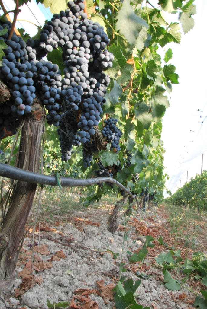 'Belidis Vineyards' full of bunches of black grapes