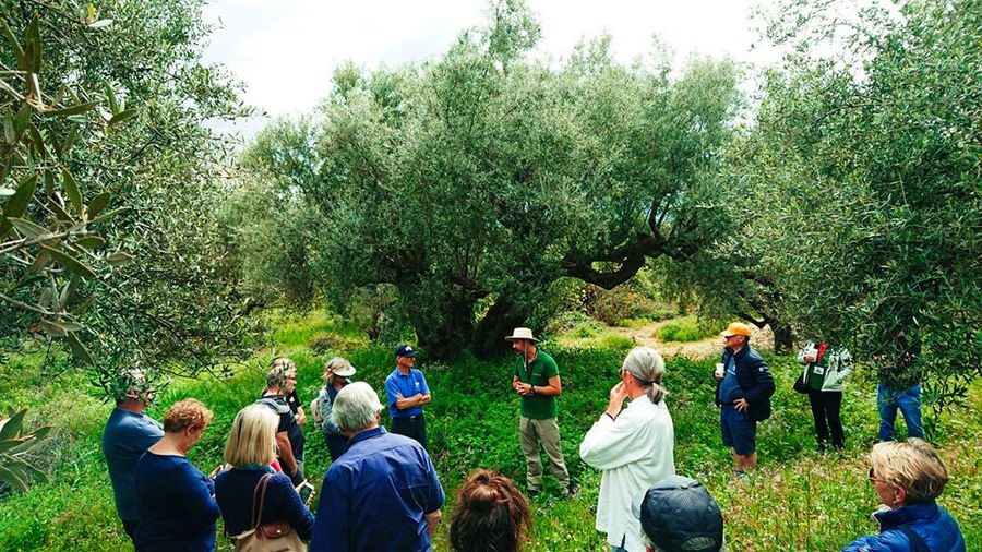 visitors listening to a guide surrounded by olive trees at Ben Olive Mill crops