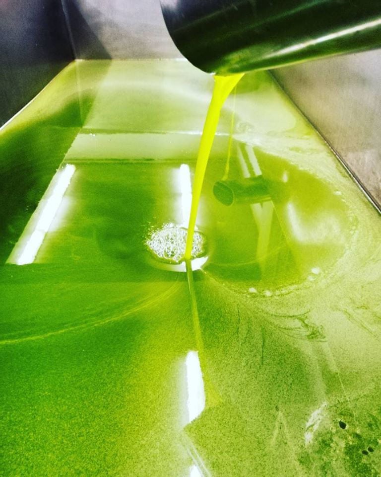 olive oil flows in metallic bin at Ben Olive Mill premises