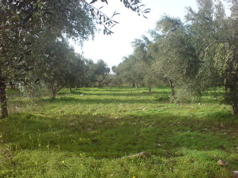 olive trees in the nature at Ben Olive Mill