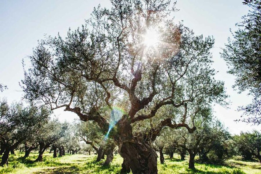 olive trees in the nature at Ben Olive Mill in sunshine day