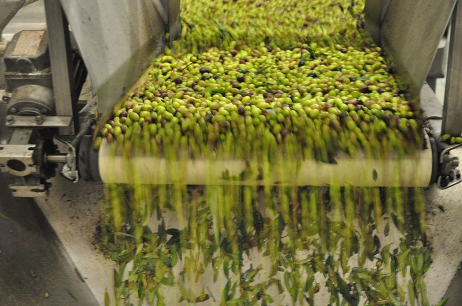 close-up of washing machine with olives, a part of Ben Olive Mill plant