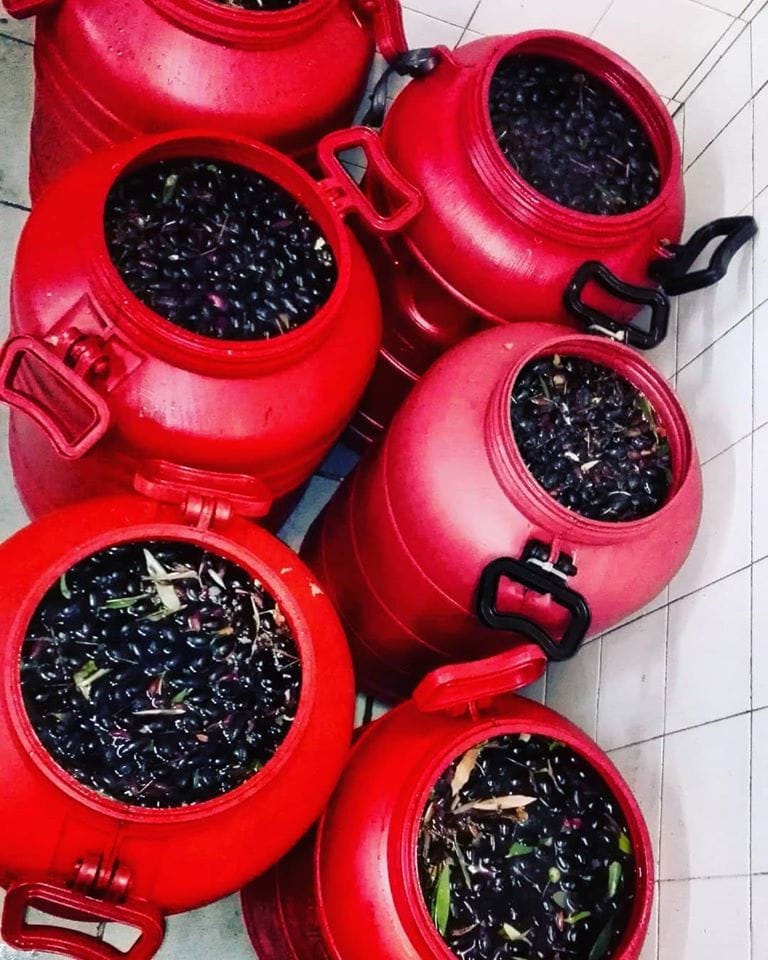 view from above of red plastic bens with black olives at Ben Olive Mill