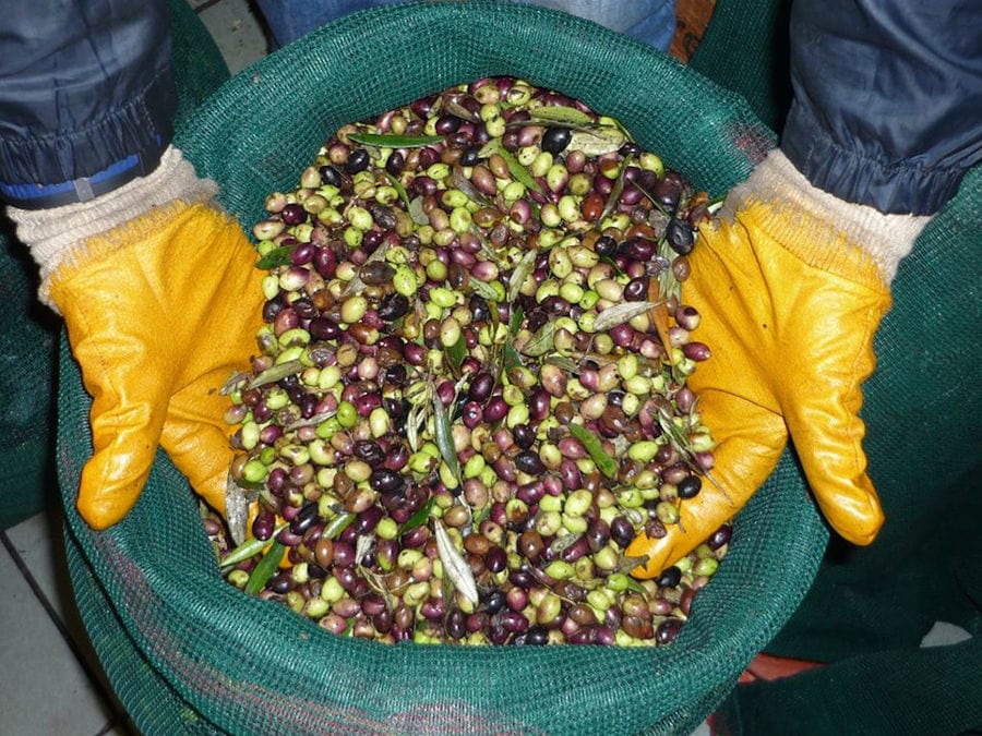 close-up of man's hands with gloves showing olives at the camera at Ben Olive Mill