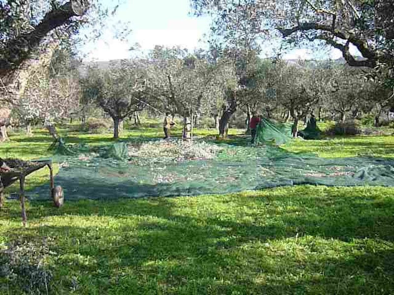 men participate an olive harvesting at Ben Olive Mill