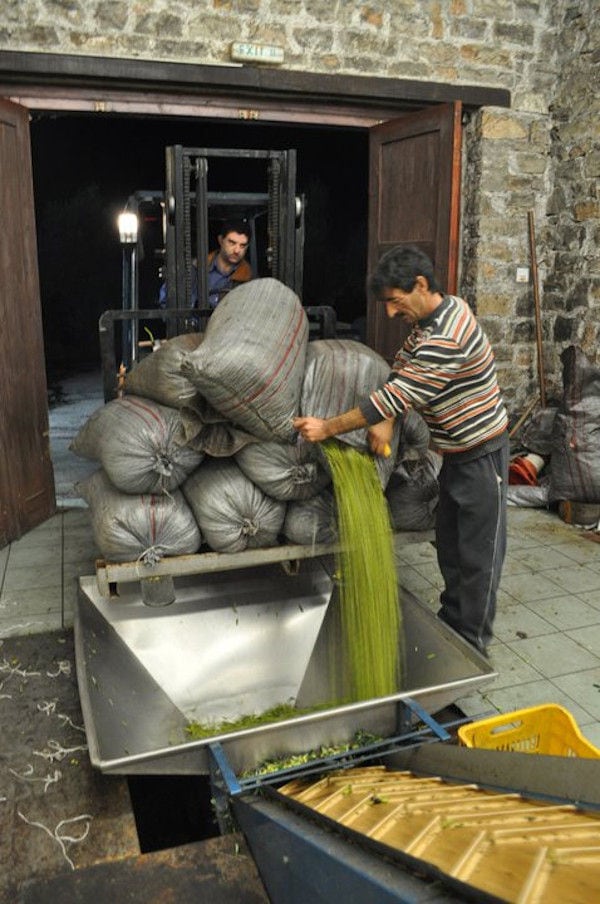 man worker opens raffia bags to flow olives in production machine at Ben Olive Mill