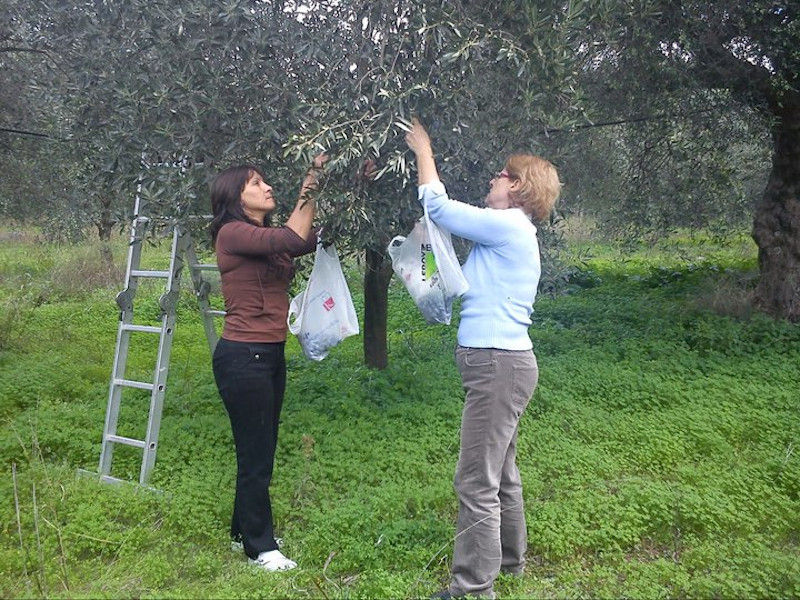 women picking olives by hand at Ben Olive Mill