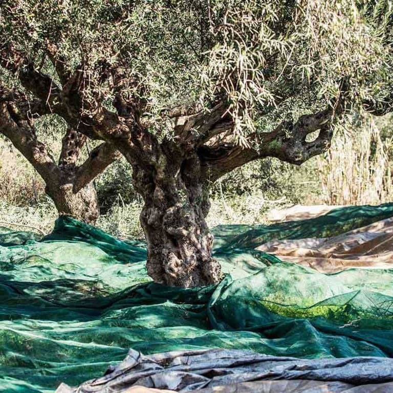 close-up of olive trees in nature at Ben Olive Mill