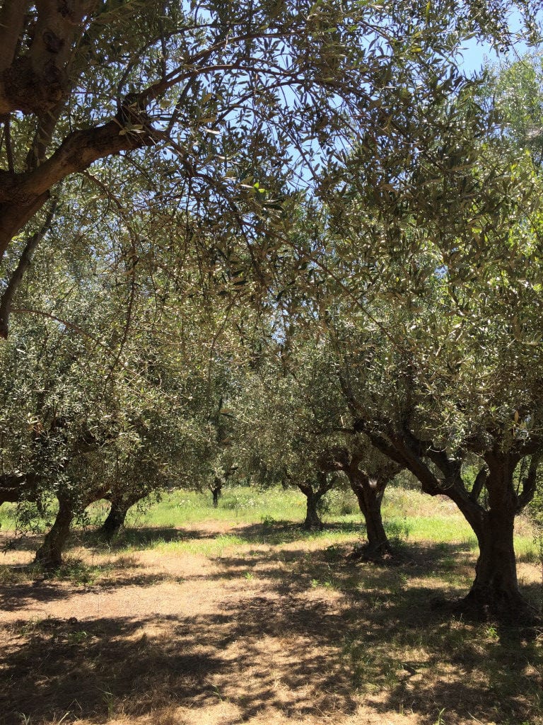 olive grove in nature at Ben Olive Mill