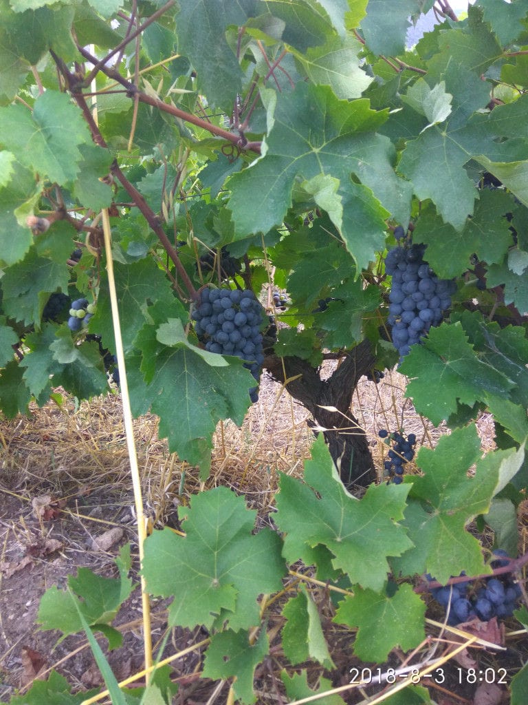 bunches of grapes in vineyard at Bio Goupios