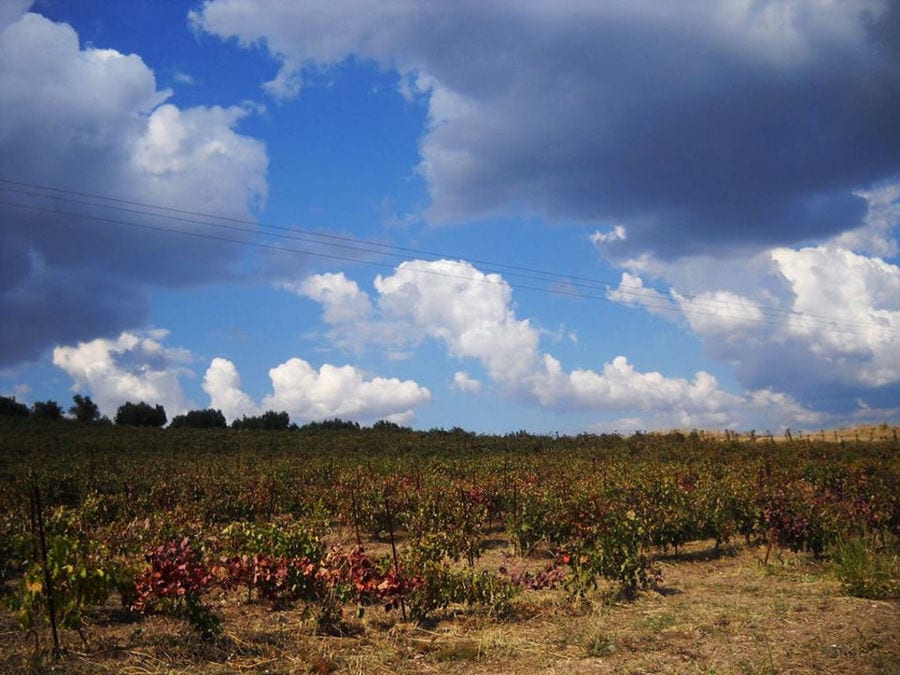 vineyad and blue sky at Bio Goupios