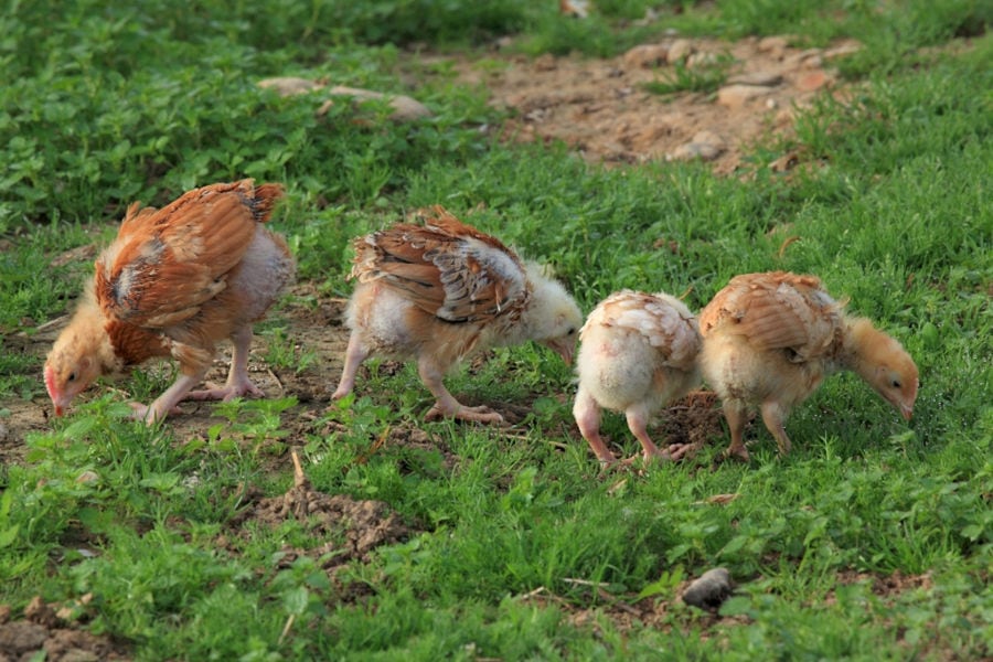 small birds eat the grass at BioGreco