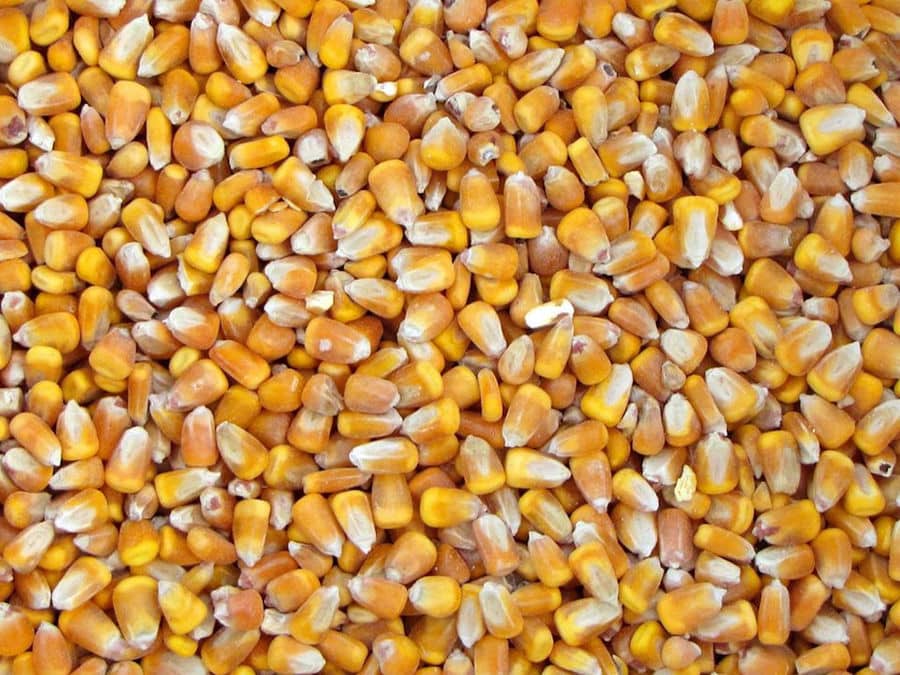 maize kernels from BioGreco