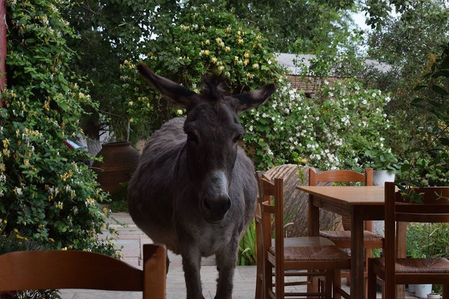 donkey in nature near the wood table and chairs at Bioporos